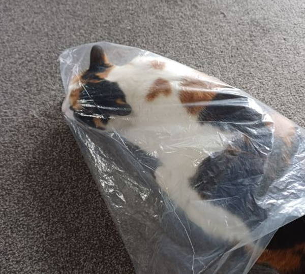 Catnap