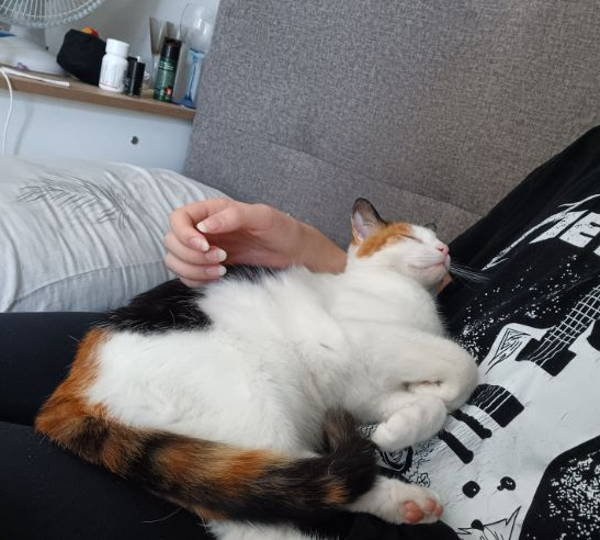 Catnap