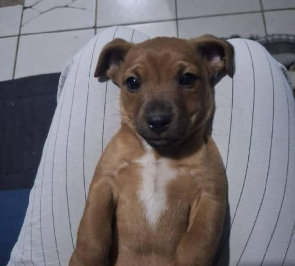 Benji