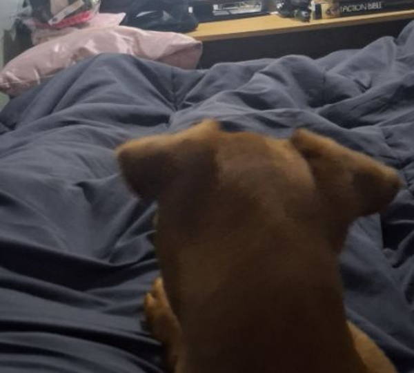 Benji