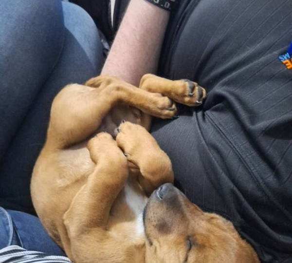Benji