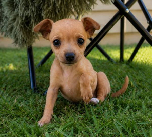 Stella