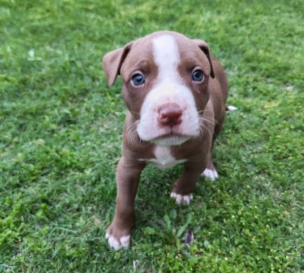 Skye
