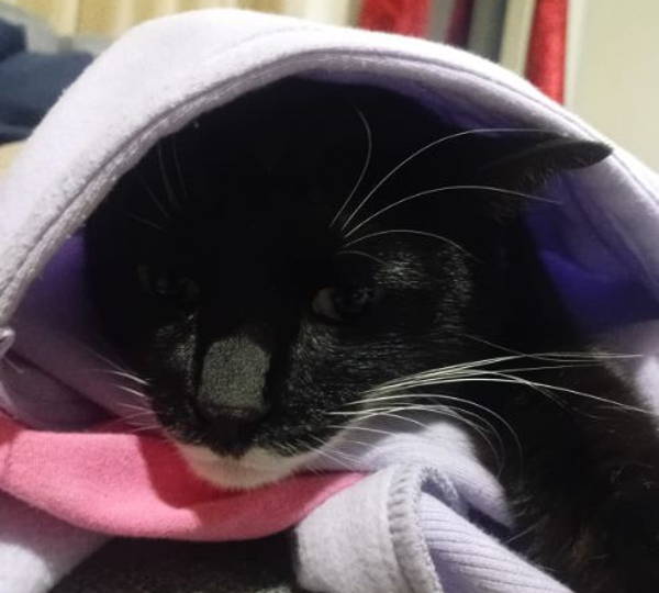 Cleo