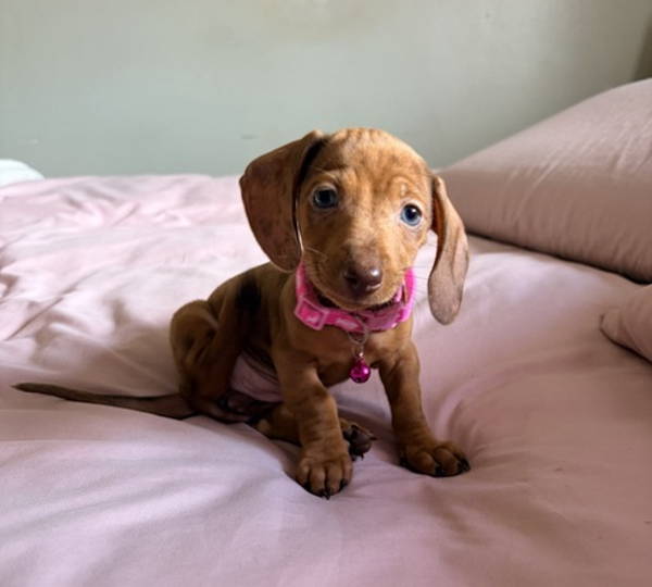 Lyra