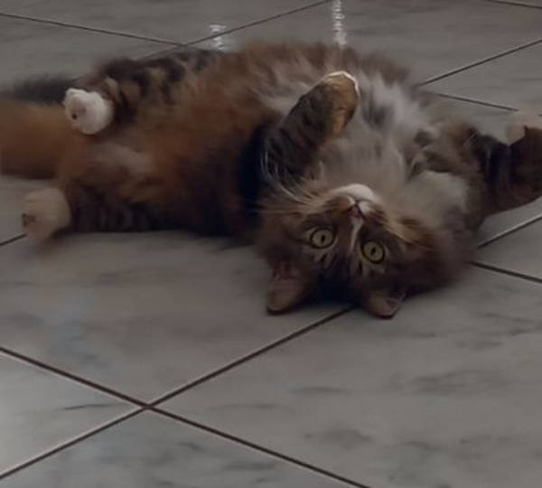 Vada
