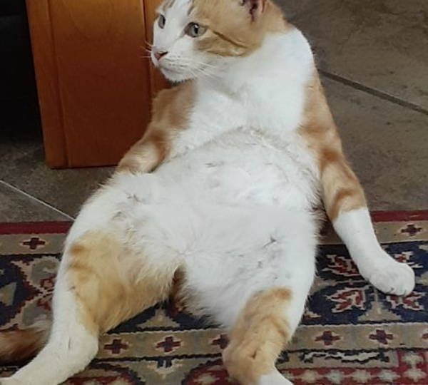 Felix