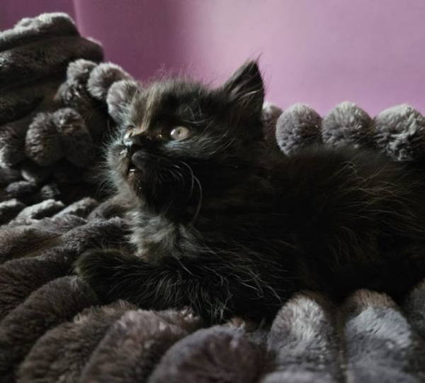 Bellatrix