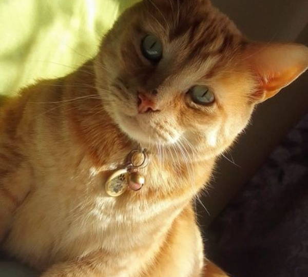 Nuki