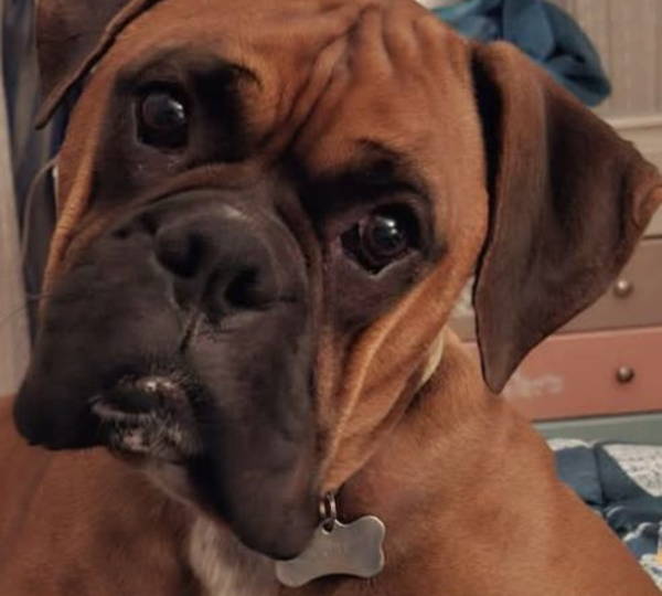 Archie