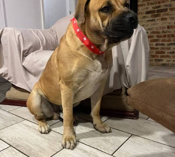 Scooby