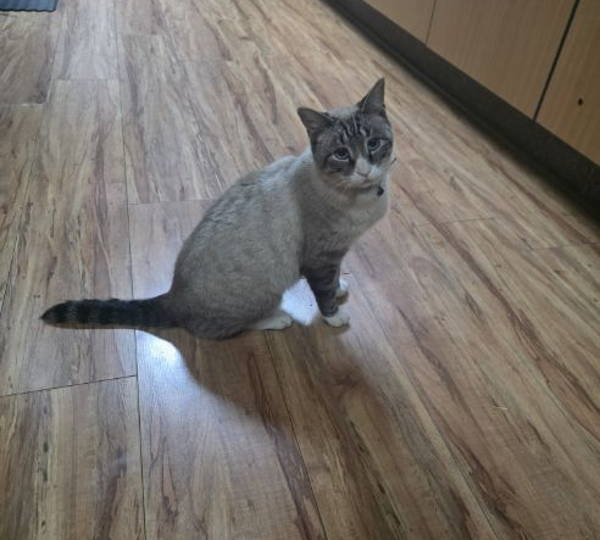 Chippy