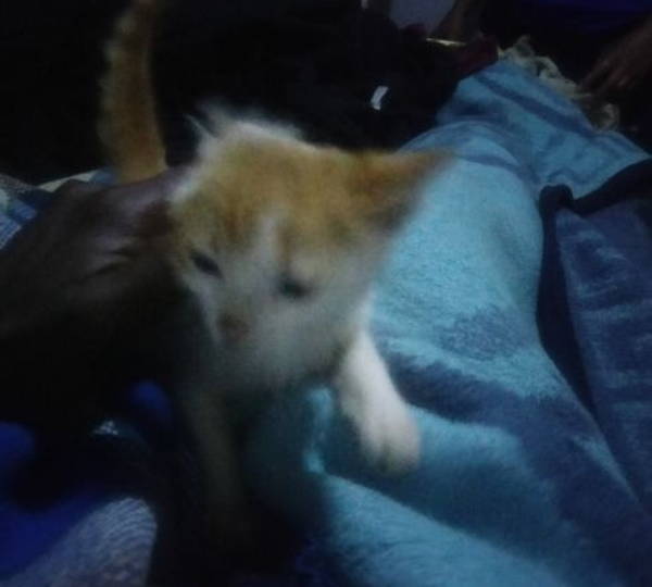Ketris