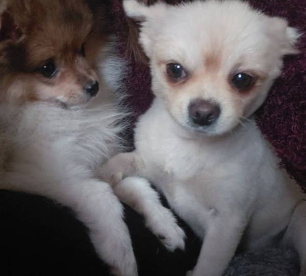 Yoda & Rocket