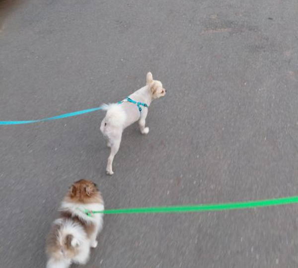 Yoda & Rocket