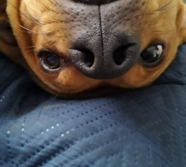 Milo