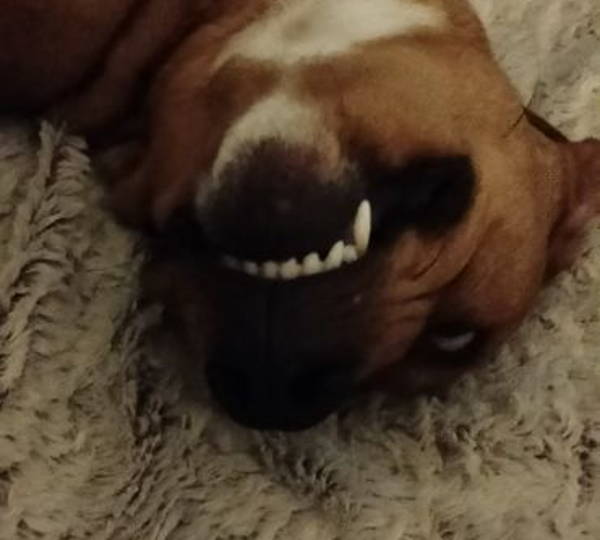 Milo
