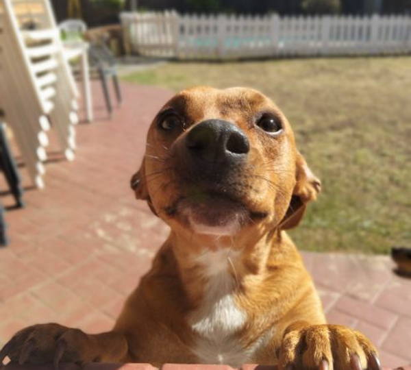 Milo