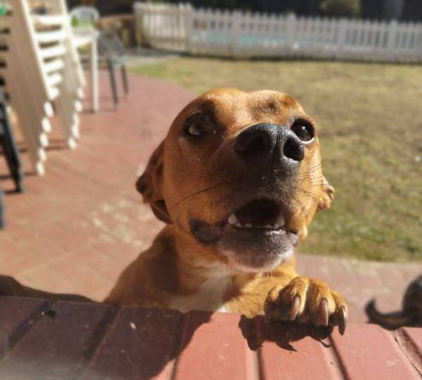 Milo