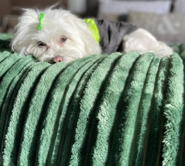 Milo