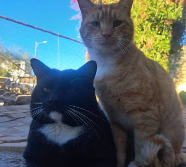 Whiskers & Chico