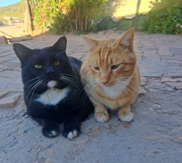 Whiskers & Chico