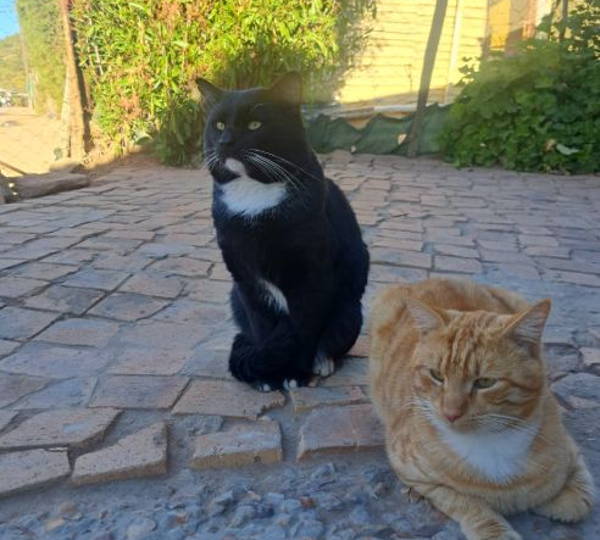 Whiskers & Chico