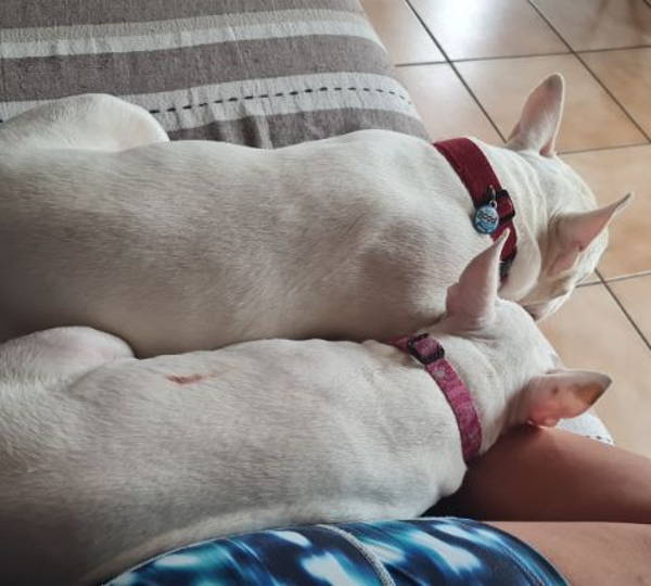 Duke & Daisy