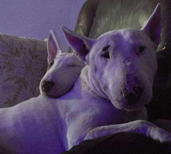 Duke & Daisy