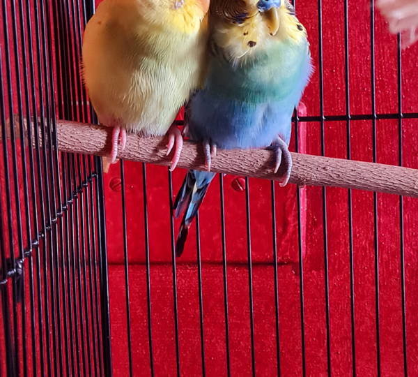 Chippy-Go & Daisy