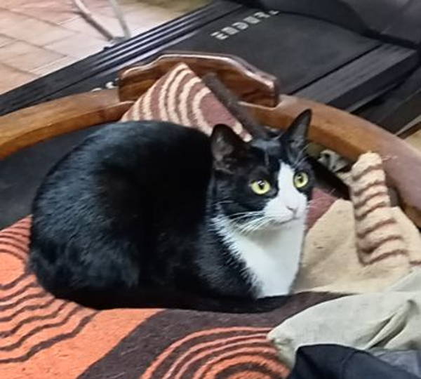 Zorro
