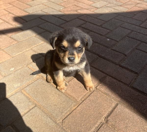 Teddy