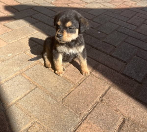 Teddy