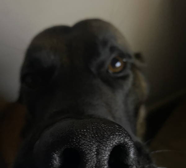 Kylo
