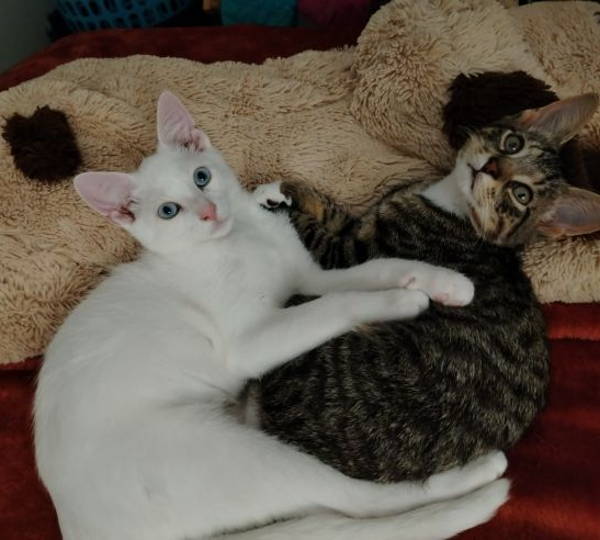 Bella &  Felix
