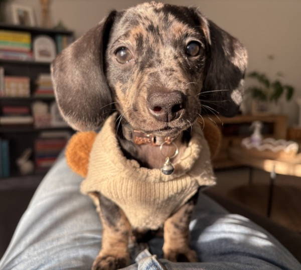 Olive