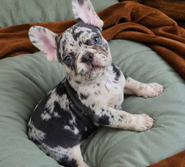 Molly