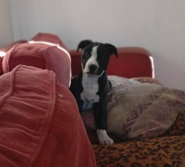 Nyxie