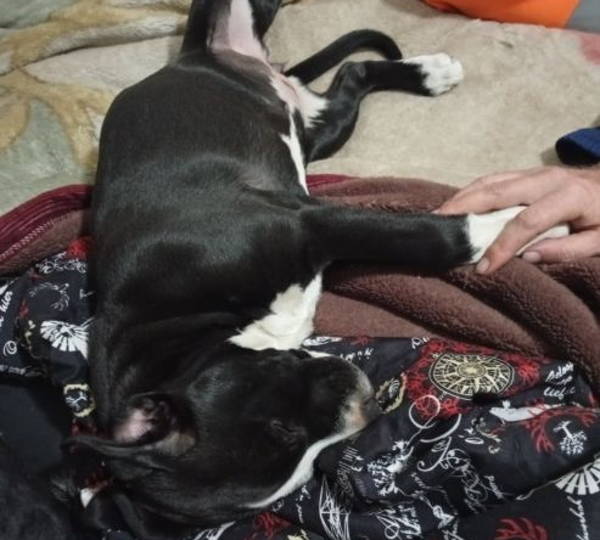 Nyxie