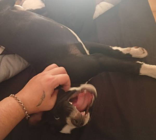 Nyxie