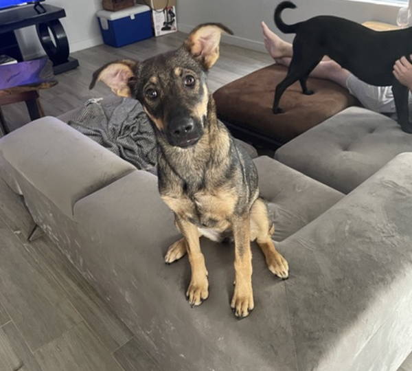 Stella