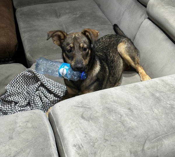 Stella