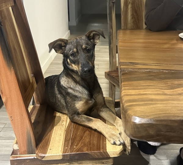 Stella