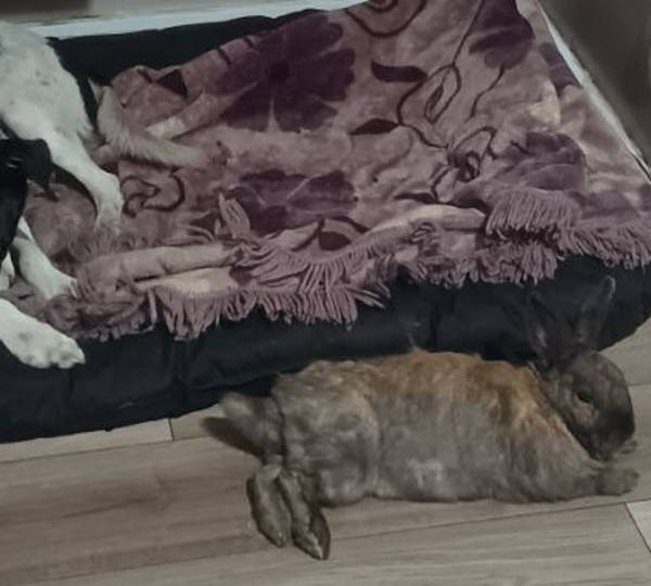 Ginger & Bella