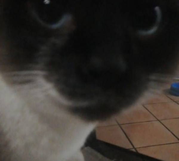 Suskei