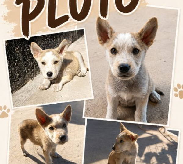 Pluto