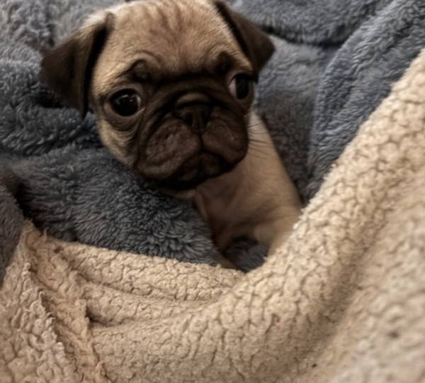 Mila