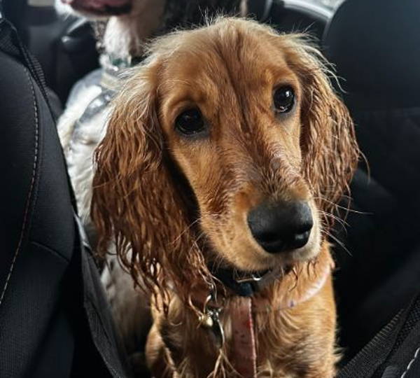 Hazel