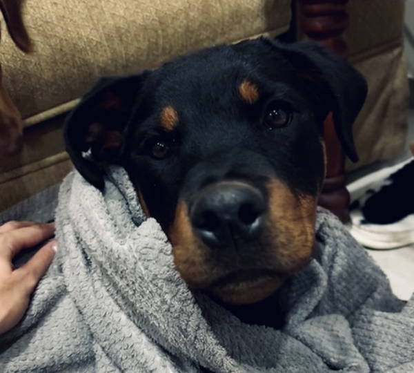 Nala