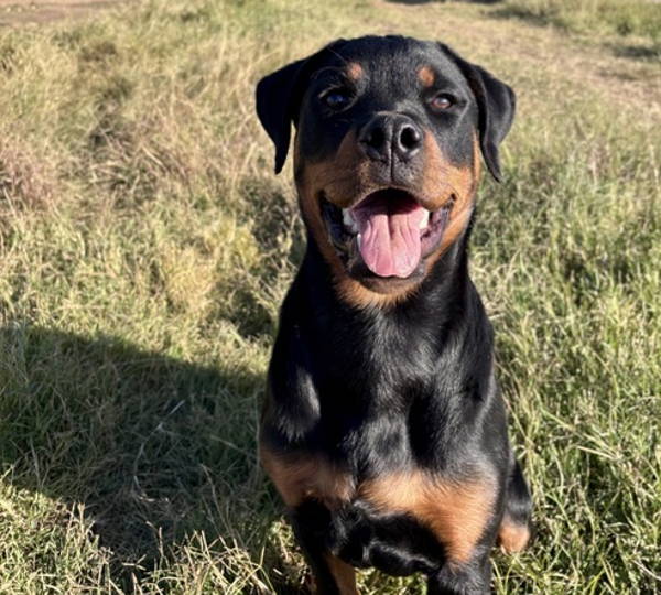 Nala